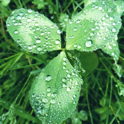 fabiaris_aether's profile picture. Hello.