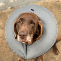 Franklin Foster (@gotonygo) 's Twitter Profile