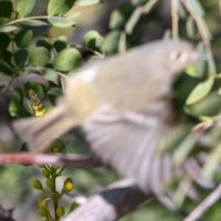 Darwin May - @darwin_birds Twitter Profile Photo