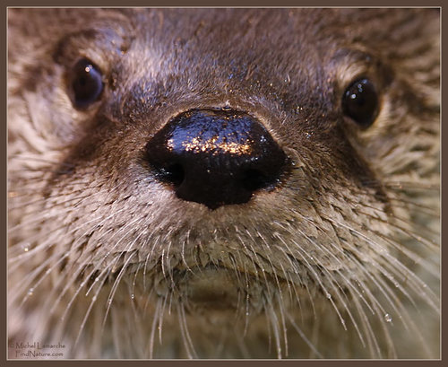 La loutre & la lampe