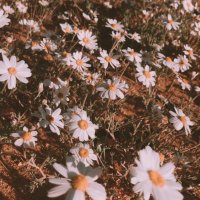 عبدالعزيز الفقيري (@oooootigger2017) 's Twitter Profile