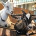 City Grazing (@citygrazing) Twitter profile photo City Grazing (@citygrazing) Twitter profile photo