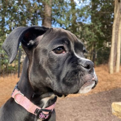 Hi! I’m Luna Luv!! I’m navigating this new life with my big brother @scouttheboxer My favorite things right now are moms shoes 🐾💕 🐶12/15/20
