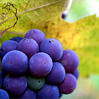 NapaValley.it Domain Name for Lease or Sale. Includes http://t.co/7aLshqq5iI & this twitter account.