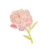 … (@shakuyakuyume) 's Twitter Profile Photo … (@shakuyakuyume) 's Twitter Profile Photo