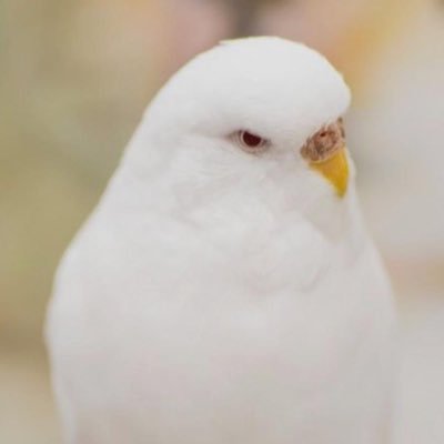 نعز بعض الناس من زود قدرة والمحترم يفرض علينا احترامة 🤝