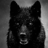 Alex 🐺 #Cuetlachtli 🐺(@XandeRLav) 's Twitter Profile Photo