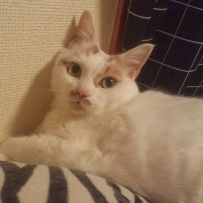 猫ω魂☆Neko-tama@配達員さんのプロフィール画像