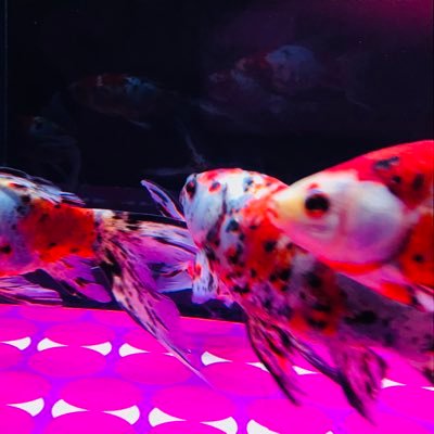 そわかさんのプロフィール画像