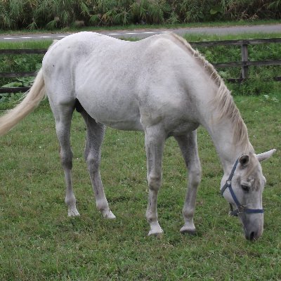 競馬とバイクとウマ娘が現在の趣味なしがない男です。
初心者マークなので無言フォロー失礼します。m(__)m
車載動画もやってます。
六四天安門（スパム除け）
なお、インプレゾンビは即ブロック、エロスパム垢は即通報即ブロックしますのであしからず