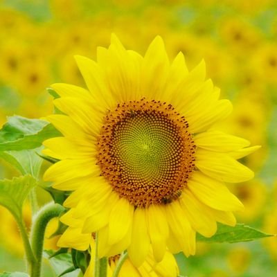 🌻ELLY🌻さんのプロフィール画像