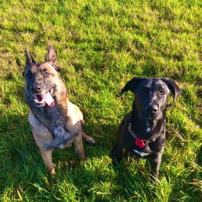 Frankie and Merlin are Tyne and Wear Fire and Rescue Services Urban Search and Rescue Search Dogs, used to search for live trapped or missing persons.  🐾