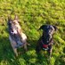 Tyne & Wear USAR Search Dogs (@twfrs_usar_dogs) Twitter profile photo Tyne & Wear USAR Search Dogs (@twfrs_usar_dogs) Twitter profile photo