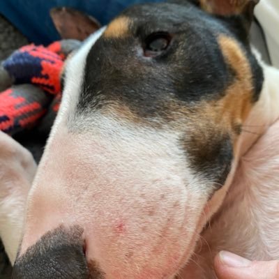 ZenaTrigg's profile picture. District nurse team lead for evening and overnight district nursing. English Bull terrier addict. Any views expressed are my own