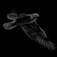 Hawks (@oldmanhawks) 's Twitter Profile Photo Hawks (@oldmanhawks) 's Twitter Profile Photo