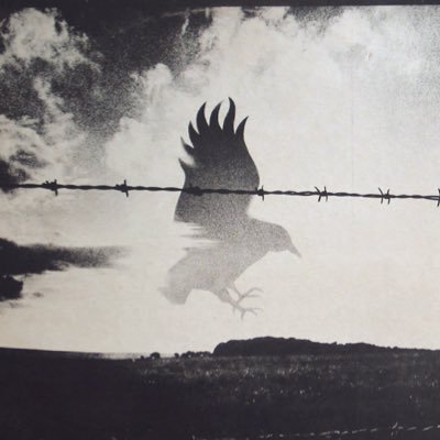 Disinformation0's profile picture. kill the ableist inside your mind