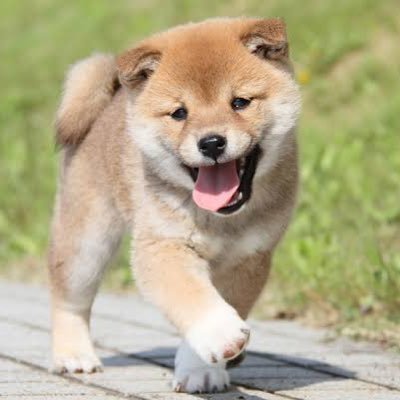 🐕さんのプロフィール画像