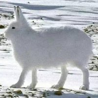 lovelyxx (@i63613883) 's Twitter Profile