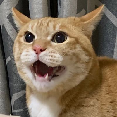馬🐴猫🐱メシ🍚お子👶美容ヲタク💄のアカウント。趣味で岩手競馬の写真を撮ります(出産→子育ての為2023年7月〜一時お休み)📸 🙏リプは返せない事の方が多いです💦