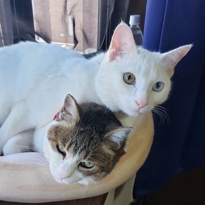 毛玉ちゃん S もうすぐお昼ごはんじゃないの な 四郎くん 猫 猫好きさんと繋がりたい 猫のいる暮らし 白猫 オッドアイ かぎしっぽ 幸運を呼ぶ猫 毛玉ちゃん S もうすぐお昼ごはんじゃないの な 四郎くん 猫 猫好きさんと繋がりたい 猫のいる暮らし 白猫 オッドアイ かぎしっぽ 幸運を呼ぶ猫
