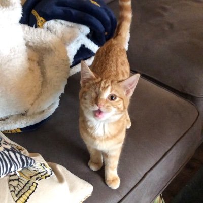 pennygoode's profile picture. Animal Welfare / Veterinary Parasitology