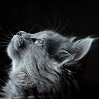 ๐๐๐Panglima_Minal๐๐๐ (@panglima_minal) 's Twitter Profile