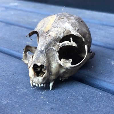 Form2idea's profile picture. Alternative ideas formed.