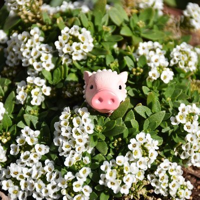 こぶた 植物 豊かな人生への投資 コリンゴさん こんばんは 写真の植物は ヒメツルソバという植物です 金平糖みたいな花が可愛いですよね 虫除けの植物は レモン系の香りの精油成分が入っている植物に除虫効果 があると言われています レモンバーム こぶた 植物 豊かな人生への投資 コリンゴさん こんばんは 写真の植物は ヒメツルソバという植物です 金平糖みたいな花が可愛いですよね 虫除けの植物は レモン系の香りの精油成分が入っている植物に除虫効果 があると言われています レモンバーム