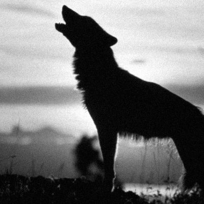 CouncilonP's profile picture. God, 🇺🇸, & Red Meat