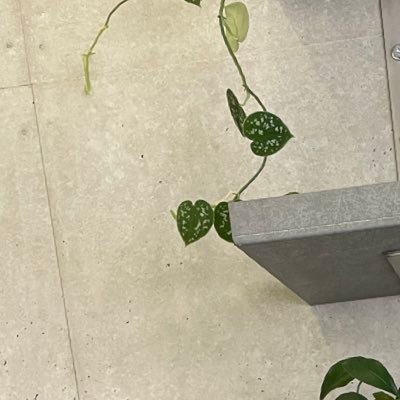 __greencha's profile picture. 26🌵🪴 地方住み𝙘𝙝𝙚𝙡𝙢𝙞𝙘𝙤 𝙗𝙚𝙖𝙧𝙨 🍯🧸