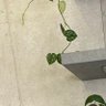 __greencha's profile picture. 26🌵🪴 地方住み𝙘𝙝𝙚𝙡𝙢𝙞𝙘𝙤 𝙗𝙚𝙖𝙧𝙨 🍯🧸