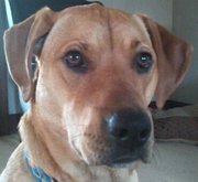 NikkitaRed's profile picture. i live with @mizcleo and @sirhank. a couple of people too. i like to play tug and go for walks!