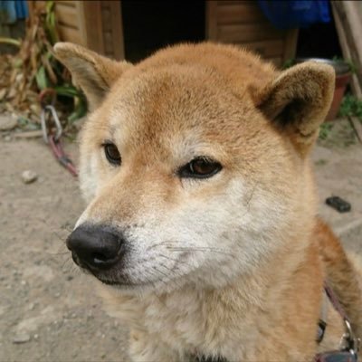 オス8歳。好きな物、散歩と犬チュール。嫌いなこと、ブラッシングとしつけ。孤高の一匹柴犬。最近、飼い主も吾輩も運動不足気味なんだワン。気になった人間をフォローしていますだワン。