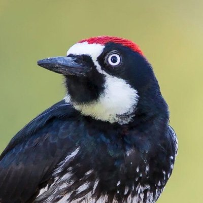 charlesdungy's profile picture. 