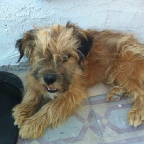 Asteiakis's profile picture. charming dog