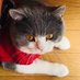 tomoko shimizu (@tomo_kororin) Twitter profile photo tomoko shimizu (@tomo_kororin) Twitter profile photo