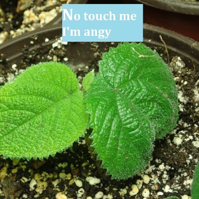 phytomemetics's profile picture. The Internet's Premier Botanical Memetum!
#botany #Botanyeducation #iamabotanist 
https://t.co/LTBJpWTQ3l…
All the memes are too tall :(
