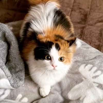マンチカンぷぅ 子猫の頃のぷぅの寝方が無防備すぎる マンチカン 子猫 あざと可愛い マンチカンぷぅ 子猫の頃のぷぅの寝方が無防備すぎる マンチカン 子猫 あざと可愛い