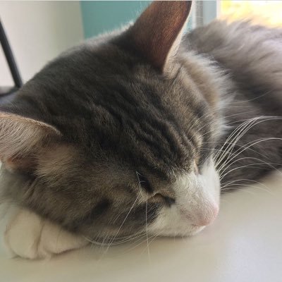 N__Andou's profile picture. 100円弁当