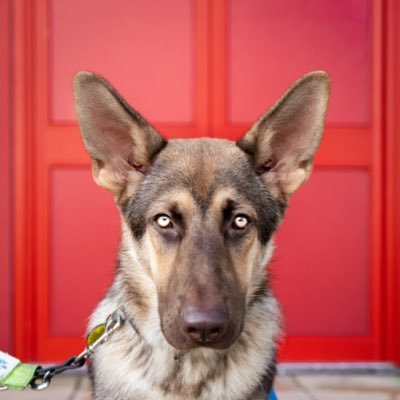 GuideDog Pup ‘Kel’