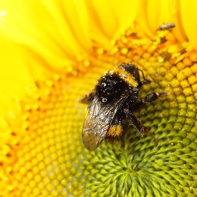 Co Creator of The Bee Sanctuary of Ireland. 55 acres of certified stock free organic land completely dedicated to our native wild bees. No hives! For purpose!