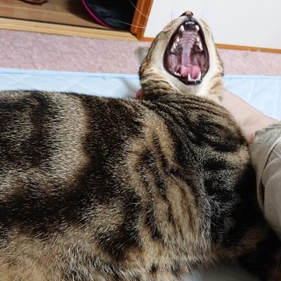 mochisax's profile picture. 堺市の和菓子屋。隣の人間国宝。専門学校和菓子講師。海外で和菓子の講師経験あり 座右の銘は全力で力を抜いて https://t.co/hsmcnFDv18
#隣の人間国宝 #堺市 #和菓子 #和菓子講師 #出張和菓子 #ダナン #クアラルンプール #済州島 #宝泉さん