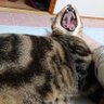 mochisax's profile picture. 堺市の和菓子屋。隣の人間国宝。専門学校和菓子講師。海外で和菓子の講師経験あり 座右の銘は全力で力を抜いて https://t.co/hsmcnFDv18
#隣の人間国宝 #堺市 #和菓子 #和菓子講師 #出張和菓子 #ダナン #クアラルンプール #済州島 #宝泉さん