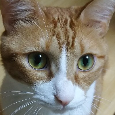 ほのぼの ねこちゃんねる V Twitter 水を真剣に飲んでいる姿がかわいい 猫 猫好きさんと繋がりたい 猫のいる暮らし 猫好き ねこ Cat 猫写真 猫がいる幸せ 猫のいる生活