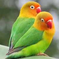 Dipak Sen (@sen_se03568592) 's Twitter Profile