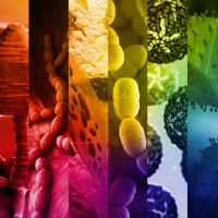 Microbiology Spectrum(@JournalSpectrum) 's Twitter Profile Photo