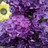 tracyl4386's profile image