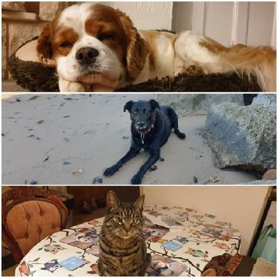 NJB100's profile picture. Willow, Dusty & Poppy. Angels Rupert Mario and Skye Blue..Man City, Lewis Hamilton. BAN ALL HUNTING