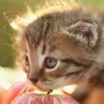 【りんごとネコの力🐱🍎であなたのツイートをRTします 】RTグループメンバー大募集中です！🐾／すぐ広RTグループリーダー／しんちゃんのRTグループ副管理人🌺🌴 #相互フォロー100 #固定RT