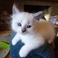 go_greck's profile picture. Cryptocurrency or Digital Money